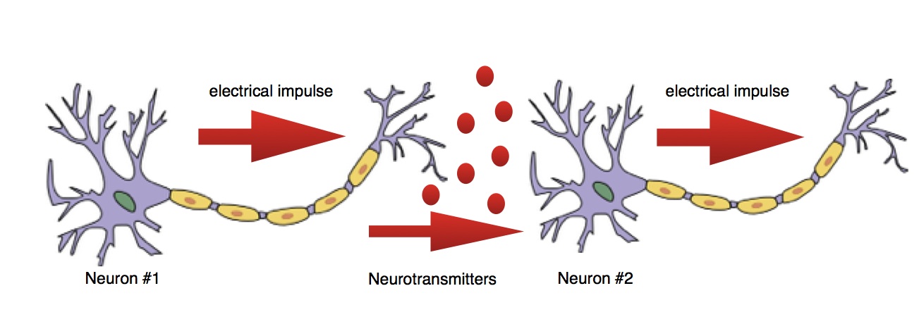 Neurons conducting signals along a nerve. 
