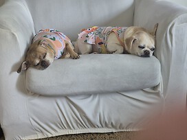 My grand pups