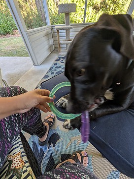 Rocky my 8m 70lb  Bullador puppy