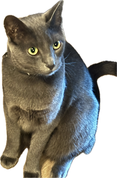 Russian blue 