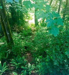 trees in backyard