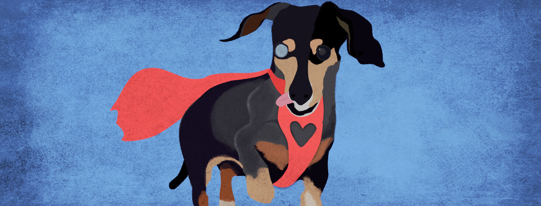 Ferdinand the dog poses for his portrait while his heart shaped harness has a cape blowing behind him.