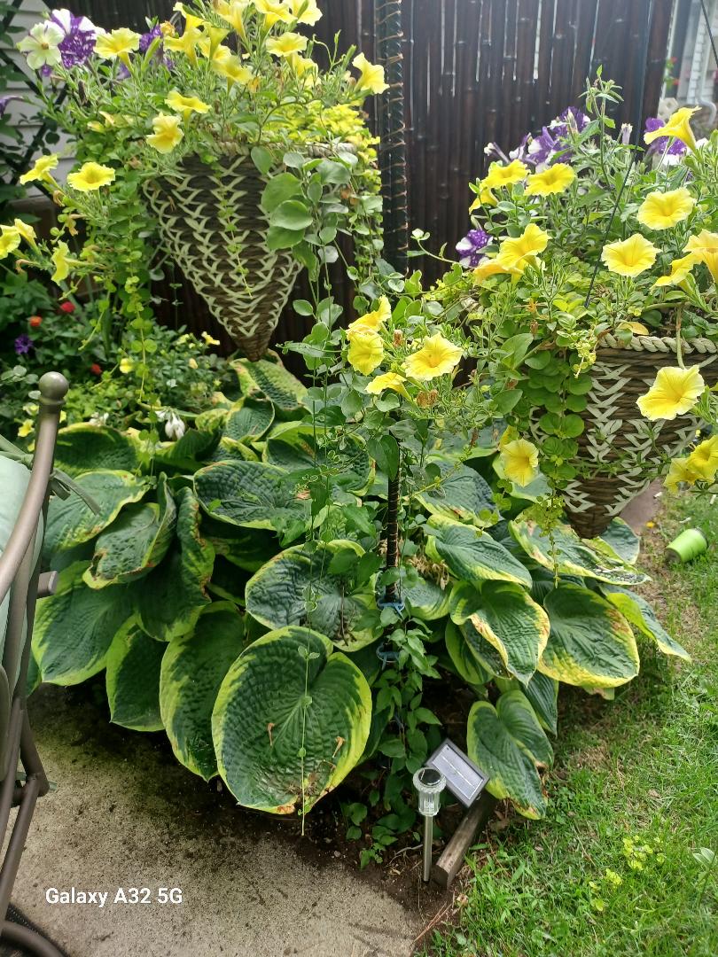 Hanging planters above broadleaf in-ground hostas.